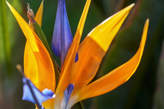 Detail einer Paradiesvogelblume (Strelitzia reginae) - Bl&uuml;te in Nahaufnahme