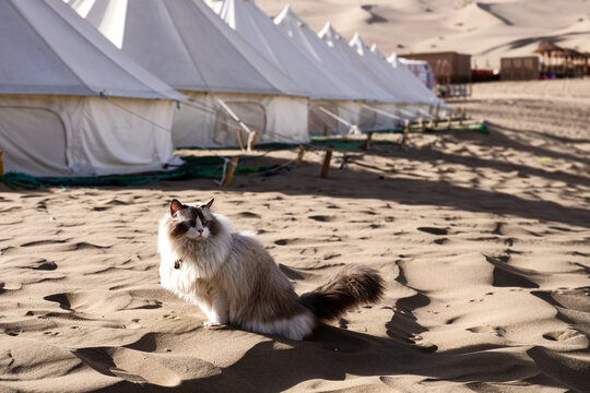 Muppets playing in the grass and desert.
