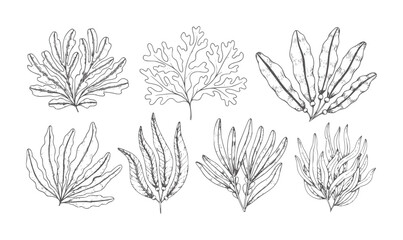 Collection of seven hand drawn seaweeds in black and white ocean marine plant nature © Rakibul V