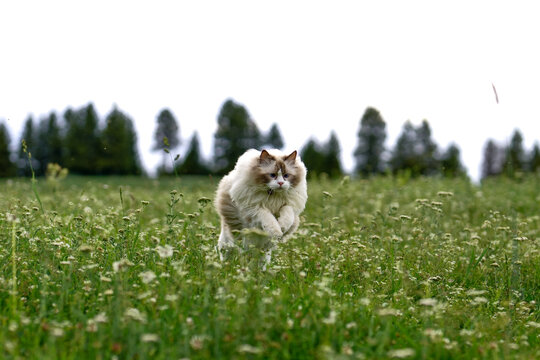 Muppets playing in the grass and desert.