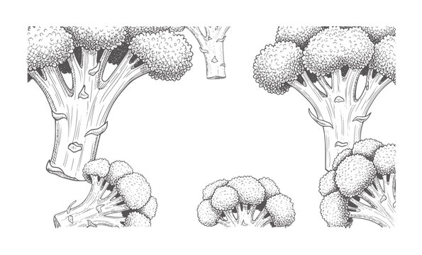 Hand drawn broccoli florets and stems arranged white vegetable food healthy organic