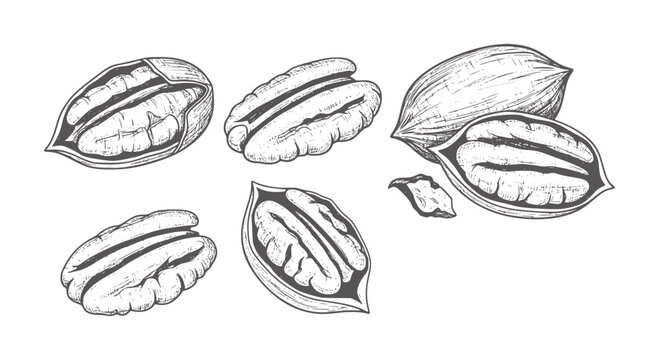 Hand Drawn Pecans Whole And Halved In Style food ingredient