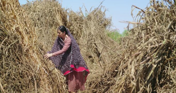 Indian mature adult lady woman lady wear saree cover head standing do harvest field work rural area. Asian villager female worker collect dry grass stack picking jowar crop bunch day time ground place