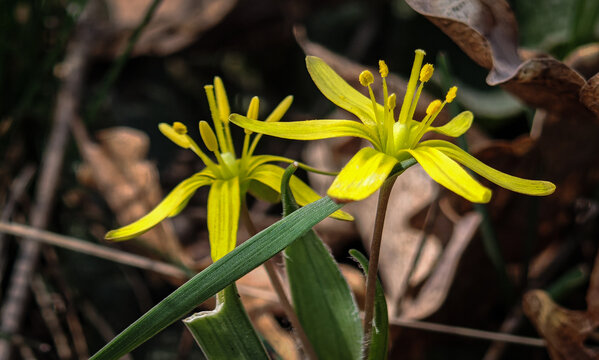 Cluster of yellow Gagea lutea flowers growing among dry leaves in woodland. Natural early spring scene with small wildflowers.