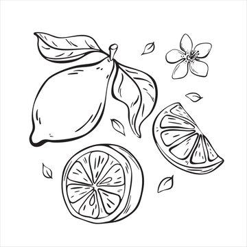 Lemon set with slices and blossom line art illustration