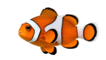 Vibrant orange and white clownfish isolated on transparent background. Colorful clown fish floating against a plain white backdrop, ideal for marine life and ocean visuals. Koi fish.  © bikram