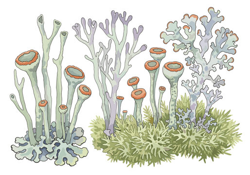 Collection of diverse lichen species with cup-shaped apothecia and branching structures