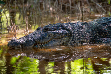 Obraz premium Crocodile rests in murky, green water
