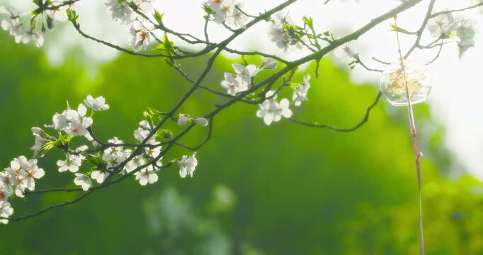 Graceful White Blooms and wind bells on Tree Branch