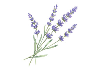 Obraz premium Delicate watercolor illustration of lavender sprigs with green leaves on a white background