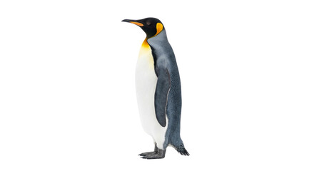 Obraz premium King Penguin Standing Isolated on White Background