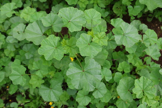 Malva sylvestris is a species of the mallow genus Malva in the family of Malvaceae