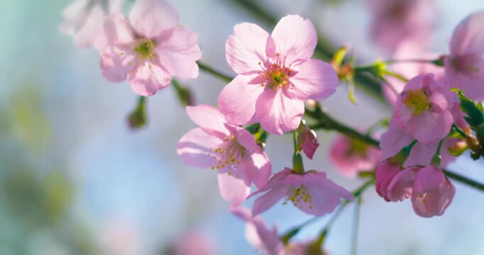 Pink Cherry Blossoms Against Blue Sky