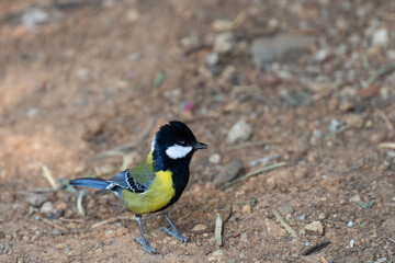 blue tit on a branch © Gary