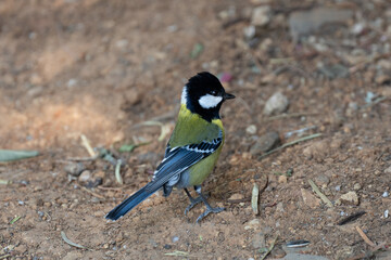 blue tit on a branch © Gary