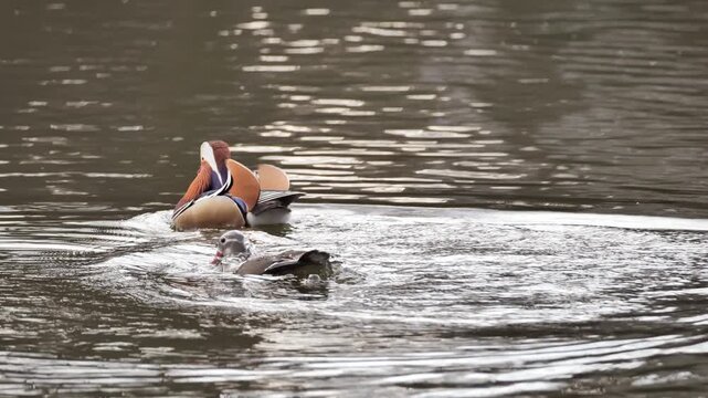A family of mandarin ducks (Aix galericulata) in a spring park in Poland.