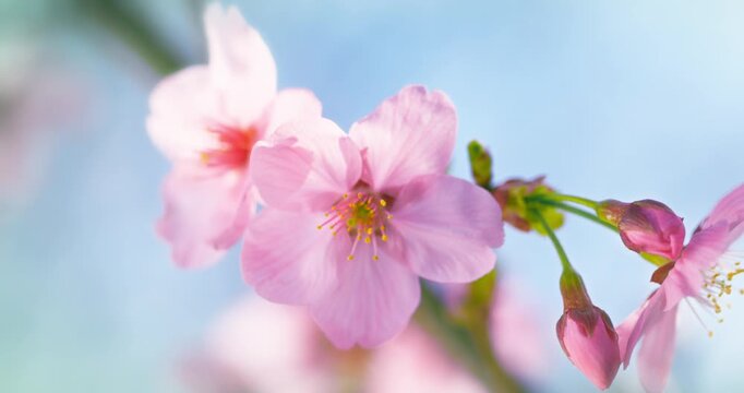 Pink Cherry Blossoms Against Blue Sky