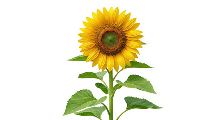 Obraz premium Single Sunflower Plant Isolated on White Background