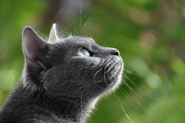 Russian Blue Cat Profile Portrait Close Up © Stefania