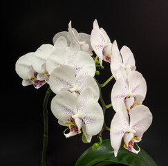 Fototapeta premium White Phalaenopsis orchids flower, known as Moth Orchid or Phal with rounded petals covered in purple speckles, yellow and purple centers, displayed against black background with green leaves