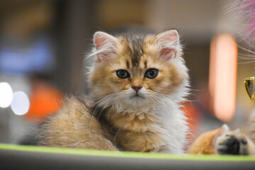 Cute Orange Kitten Portrait © Stefania