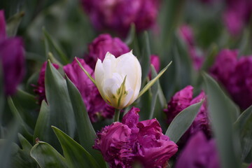 Fototapeta premium White Tulip Standing Out Among Pink Tulips Concept Image