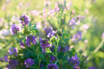 Obraz premium Close-up of purple alfalfa flowers (Medicago sativa) against a blurred field background.