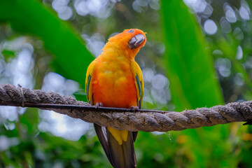 High-resolution photo of a [parrot species] in natural or semi-natural setting. Ideal for educational, travel, conservation, or decorative use © 烨君 陈