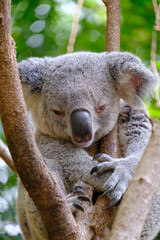 Obraz premium Peaceful Koala Snuggling on Tree Trunk – Charming Australian Wildlife Close-U