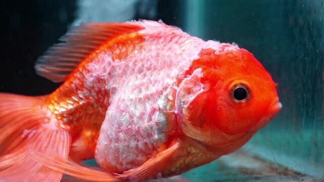 Sick oranda goldfish with white fungal infection on body