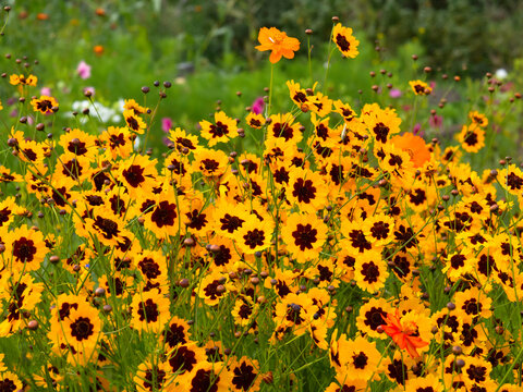 Coreopsis tinctoria, Plains coreopsis, Golden tickseed blooming in large group 
