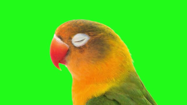 Fischer's lovebird parrot portrait isolated on green screen. Animated cinemagraph, parallax animation, based on an original photograph.
