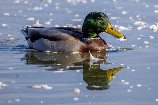 duck on a lake