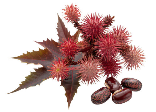Castor bean plant with seeds isolated on a transparent background