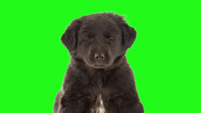 Cute black puppy dog portrait isolated on green screen. Animated cinemagraph, parallax animation, based on an original photograph.