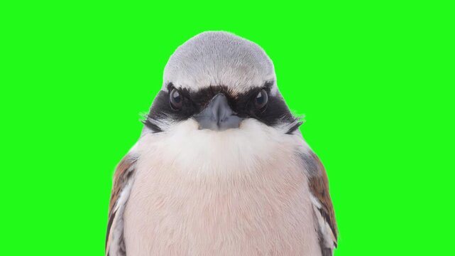 Red-backed shrike bird portrait isolated on green screen. Animated cinemagraph, parallax animation, based on an original photograph.