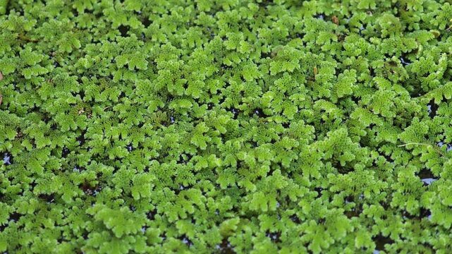 green mosquito fern ( Azolla ) texture, aquatic plant cover the water surface