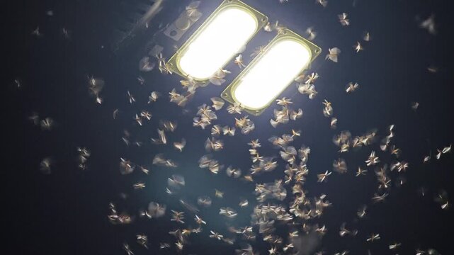 Insects and termites flying in front of a lamppost in dark.