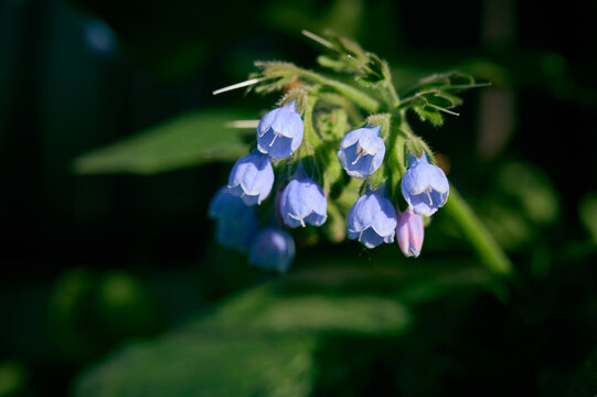 A flower of a comfrey(Symphytum asperum) blooming on a summer meadow.