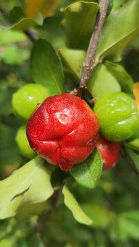 Fresh ripe Acerola cherries on branch against bright blue sky &ndash; Organic Vitamin C superfood