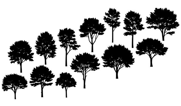 Beech Tree Silhouette Set Diagonal Forest Composition Vector Collection