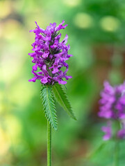Obraz premium Nahaufnahme der dekorativen purpurnen Blüte des Heilziest, Betonica officinalis, vor unscharfem grünen Hintergrund