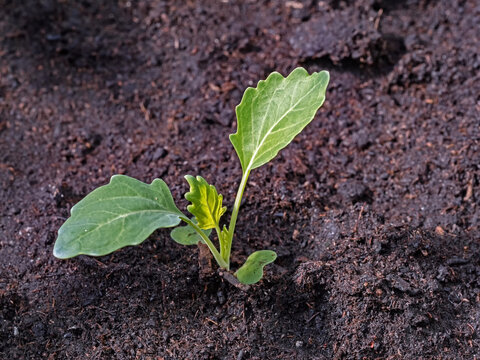Nahaufnahme des jungen Setzlings einer Kohlrabipflanze, Brassica oleracea 