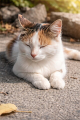 Obraz premium Calico cat resting peacefully on a sunlit pavement outdoors. 
