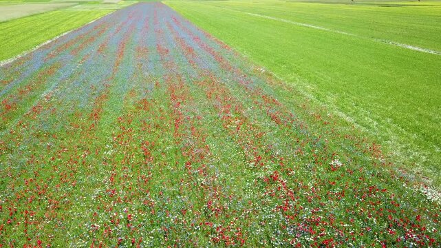  landscape in bloom, flowering in Castelluccio - Umbria, Italy.