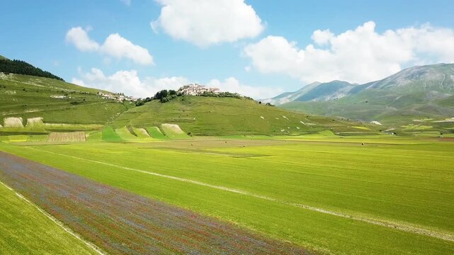  landscape in bloom, flowering in Castelluccio - Umbria, Italy.