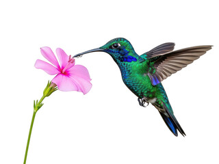 Fototapeta premium Hummingbird feeding on pink flower isolated on transparent background