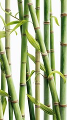 Fototapeta premium Close-up view of lush green bamboo stalks with new shoots and detailed texture in natural environment