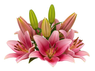 Fototapeta premium Delicate pink lilies in full bloom isolated on transparent background