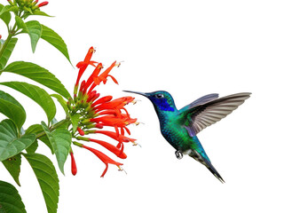 Fototapeta premium Hummingbird feeding on red flower isolated on transparent background